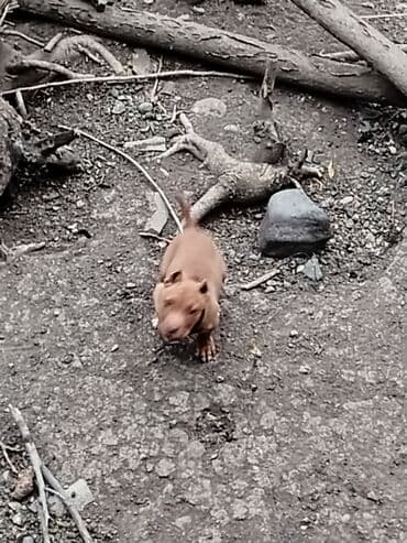 itler xaski: Pitbul, 6 ay, Erkek, Peyvəndli — 4