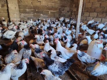 yumurtayan toyuq: Toyuq, Ətlik — 3