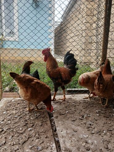 toyuq korlugu nedir: Toyuq, Damazlıq, Ödənişli çatdırılma — 1