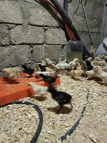 Cücələr: Toyuq cücələri, Ətlik — 5