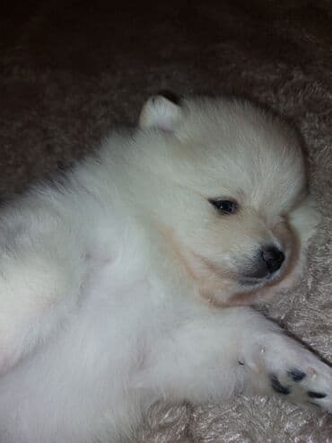 avcarka itler: Şpitz, 1 ay — 2