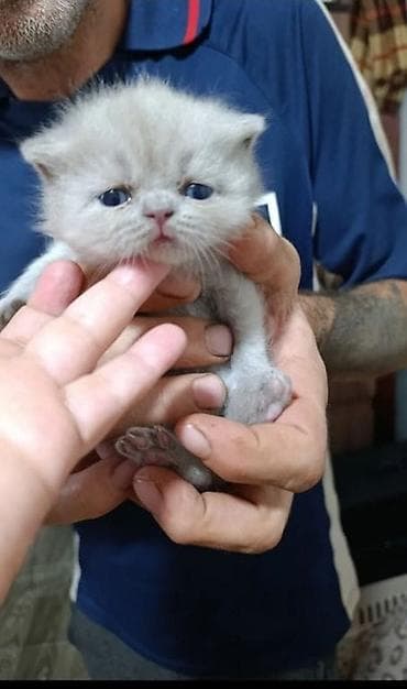 pisik yemi: Şirin balaca pişik balaları - Cins: ev pişiyi (mix) - Rənglər: boz — 3