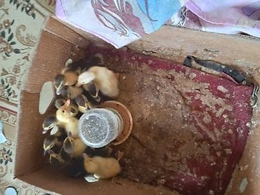 ördek: Sata bilər: ördək balaları - Növ: ev ördəyi balaları (sarı və qara — 1