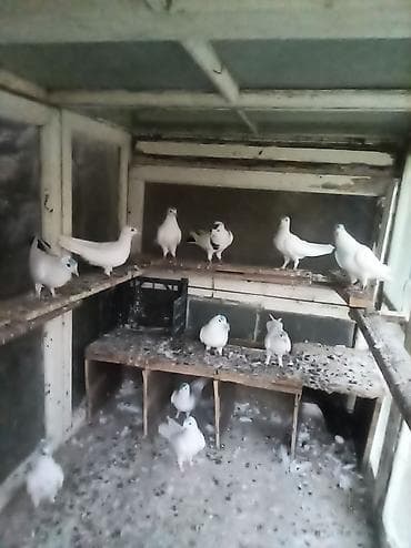qizil qus: Quşlar dam qarışıq satılır 12ya 13qusdu hamsda ureyn isdeyrn — 2