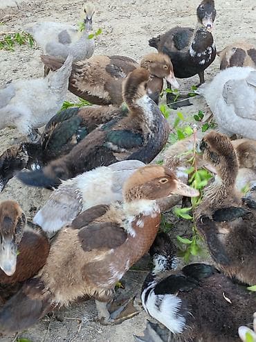 Ördəklər: Salam krasnadar zumrud ballar saglam 2 ayliqdirlar — 5