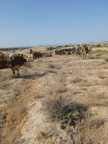 cins ineklerin satisi: Məhsul: İribuynuzlu heyvan sürüsü (mal-qara) Təsvir:çoban teleb — 1