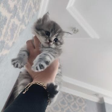 pişik geyimləri: Britan — 6