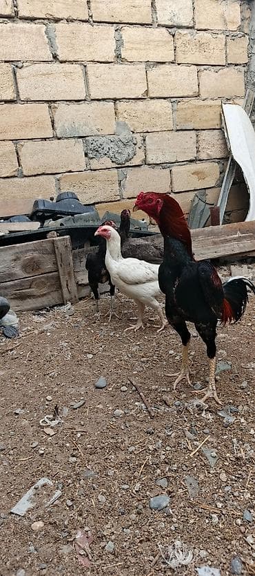 bakida it bazari: Heyrati xoruz fereler satilir hamisi. satilir .fereler 35 manatda — 3