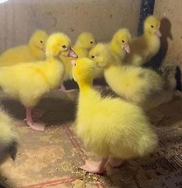 4/5gunluk Linda Qaz cuceleri.cixiş ayin 30zu ucun.tam saglam mayalnmis lalafo.az -da 4/5gunluk Linda Qaz cuceleri.cixiş ayin 30zu ucun.tam saglam mayalnmis