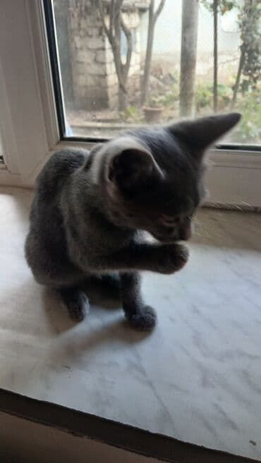 британская голубая кошка: Русская голубая, Самец, В добрые руки — 5