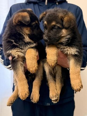 dragon derman: Alman çoban iti — 4