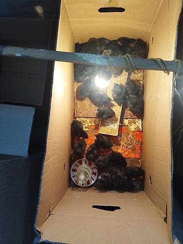 toyuq: Toyuq cücələri, Damazlıq — 4