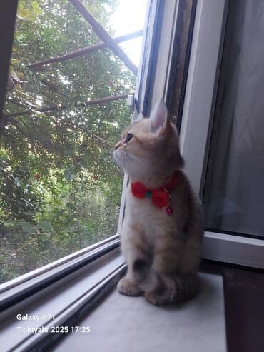 pisiye verilen adlar: Dişi, Ödənişli çatdırılma — 9