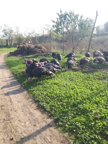 Коровы, быки: Самец, Для разведения, Самовывоз — 2