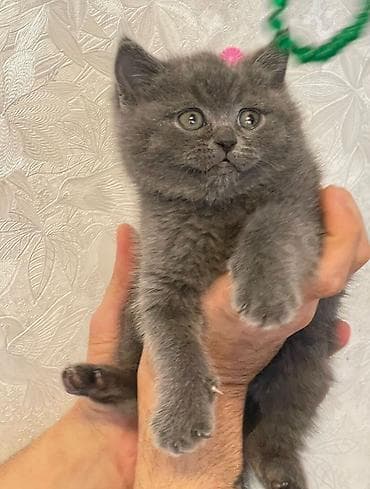 qoyun heyvan: Britan — 3