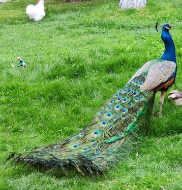 su meymunu: Ağ tovuzquşu 5 illik, Hindistan və qaraqanad növü tovuzquşu balaları — 2