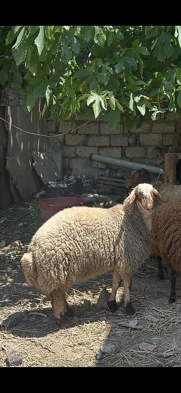 cin bildircin: Qoyunlar, qoçlar — 3