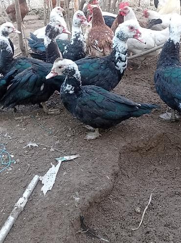 Другие с/х животные: Tam sağlam veayalı zümrüdü lal ördekler satılır.15-manatlıq olandan — 2