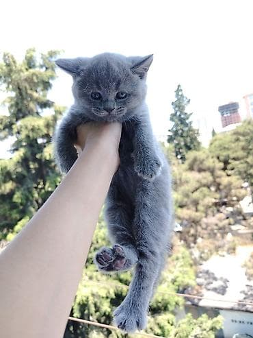 quru corek: Boz rəngli, tükləri sıx və yumşaq balaca pişik balası. Xüsusiyyətlər — 3