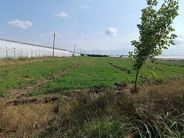 kiraye ile satilan evler: 136 sot, Kənd təsərrüfatı, Mülkiyyətçi, Kupça (Çıxarış) — 1