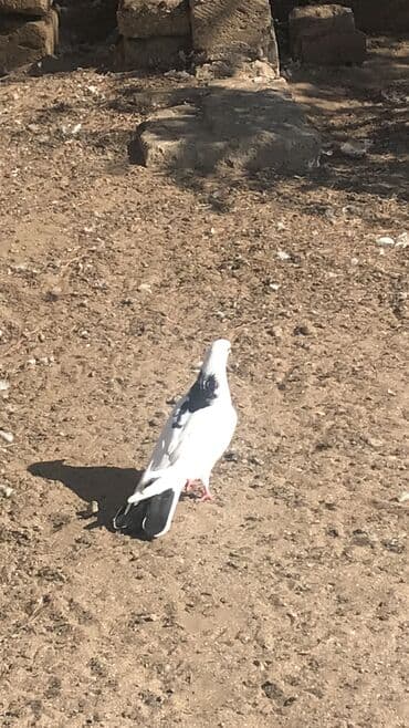 енот в баку купить: Tutulmadi yuxaridan gelme heyvandi real alici narahat etsin — 1