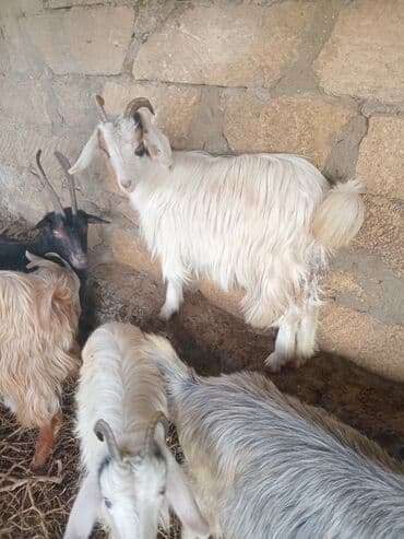 şotland pişiyi etibarlı əllərə verilir: Dişi, il: 1, 18 kq, Damazlıq — 8