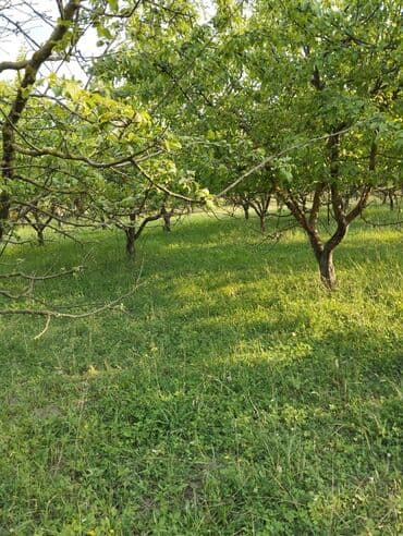 QUBA. Şəhərin girəcəyində Quba mərkəzinə 1 kilometr yaxınlığda, Ərazi lalafo.az -da QUBA. Şəhərin girəcəyində Quba mərkəzinə 1 kilometr yaxınlığda, Ərazi