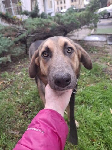 alman qurdu it: 2 il, Dişi, Ünvandan götürmə — 3