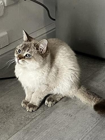 Heyvanlar üçün mallar: Мальчику 5 месяцев, Котенок. Здоровый. Давали таблетки от глистов — 4