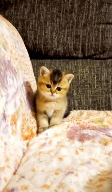 böyüməyən pişik: Britan, Erkək, Yaxşı əllərə, Ünvandan götürmə — 6