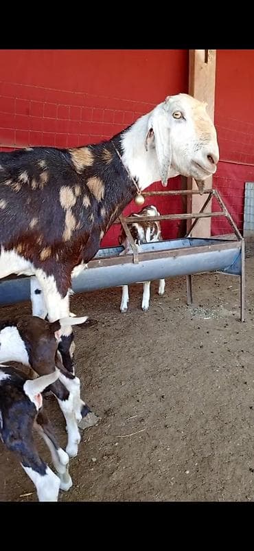 seki heyvan: Nümunəvi süd və çoxbalalılıq potensialı olan keçi və bala dəsti - — 5