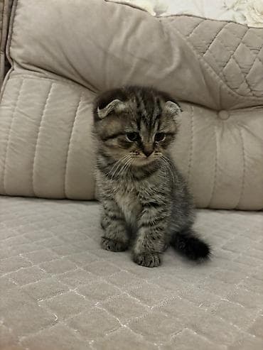 pişik: Şotland yastı qulaq — 1