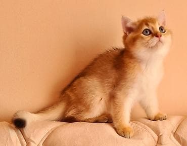 британская шиншилла: Шиншилла — 9