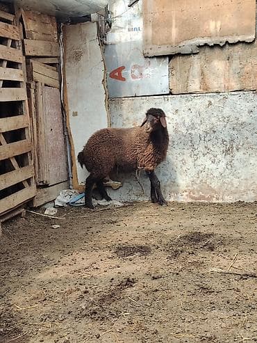 it adlari erkek: Qala Erkey quzusu tam sağlam 70 günlükdü qoçluğa yarıyır — 3