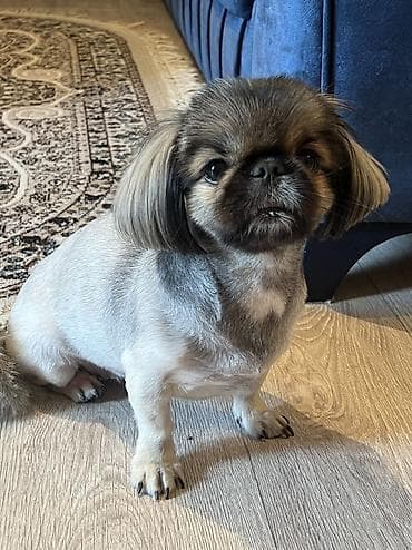pitbul it: Pekines, 2 il, Dişi, Cütləşmə üçün — 4