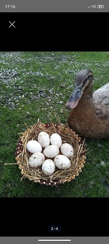 ağıllı lövhə qiyməti: Blue Rouen ordey yumurtalari satilir — 4