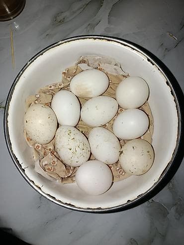 sevimli dadim broyler: Yaponka yumurtaları - Həyətyanı şəraitdə, sərbəst gəzən toyuqlardan — 1