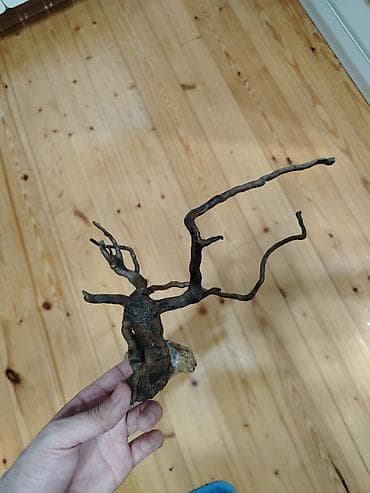 su samuru: Akvaryum dekoru üçün təbii quru kök/qatı budaqlı driftwood. - Kompakt — 1