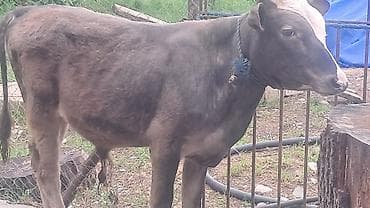 südlü inək: Dör baş bordaqlıq erkək cins danalar satılır — 3