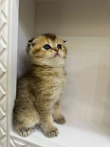 heyvan adlari: Şotland yastı qulaq, Dişi, Erkək, Yaxşı əllərə, Rayonlara çatdırılma, Pulsuz çatdırılma, Ödənişli çatdırılma — 2