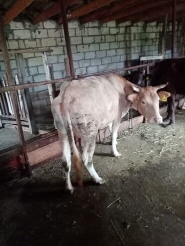 cins inekler: Qoyun sürüsü – müxtəlif rəng və yaşlarda - Şəkillərdə təsvir olunan — 8