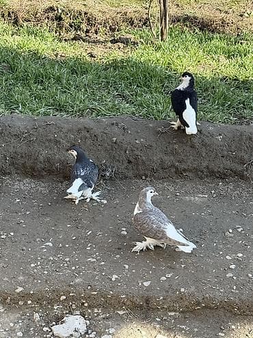 qoyun satisi: Dekorativ goyercinler delfinler 3 dene delfin satilir Ciddi alicilar — 2