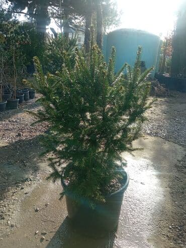 sumax ağacı: Yeni il şamları Pixta və Kremlovski təbii şamlar dibçəkdə topdan en — 11