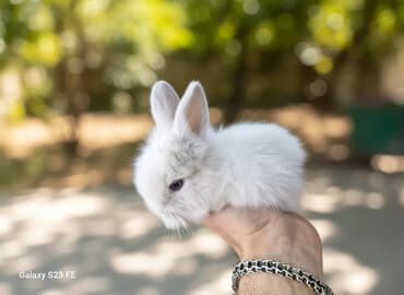 Ağ, tüklü karlik dovşan - Cinsi: karlik dovşan/ ev dovşanı - Rəng