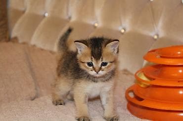 Qızıl şinşilla, Erkək, Dişi