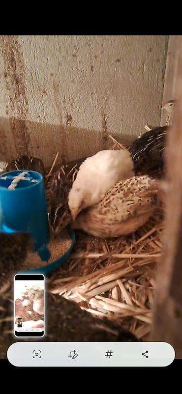 bildircin az: Məşhur ət-yumurta yönümlü bildirçinlər - Cins: Yapon (qəhvəyi və ağ — 1