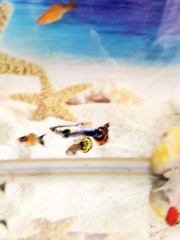 Digər heyvanlar: Quppi, Sülhsevər — 3