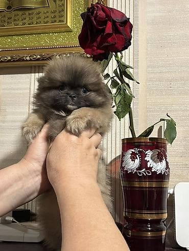 heyvan satilir: Pekines, 2 ay, Dişi — 4