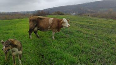 bal arsı: Salam simtal altında ikidənə əkiz balayana bir ərkəy bir dişi 3 aylığ — 4