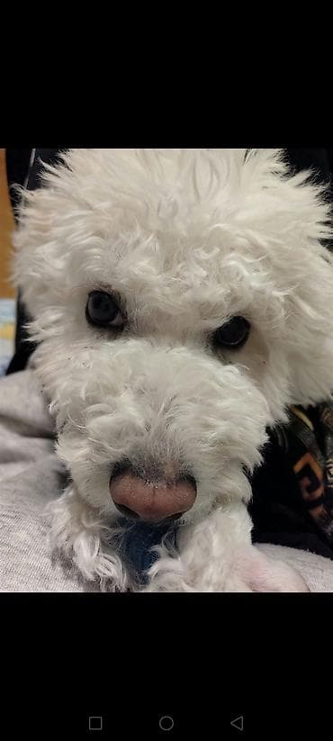 mini poodle: Pudel, 6 ay, Erkek — 3